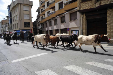 Peralta ha celebrado este sábado la segunda edición del Día del pimiento cucón, autóctono de la localidad.