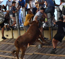 Un chico es cogido por una de las vacas de la ganaderia Ganuza en una de las rampas del recorrido en noain.