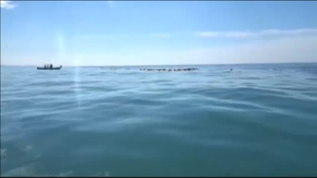 Aparecen cientos de tortugas muertas en México