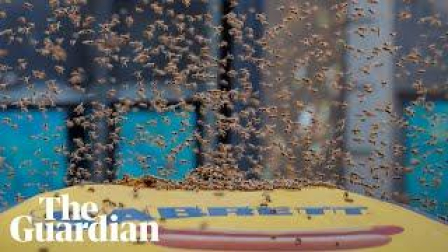 MIles de abejas atacan un puesto de comida rápida en Nueva York