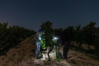 Más de 30 trabajadores han recogido en 3 noches 36.000 kilos de uva blanca Chardonay en Cadreita.