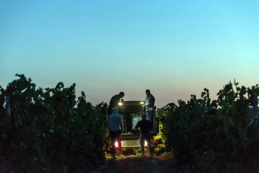 Más de 30 trabajadores han recogido en 3 noches 36.000 kilos de uva blanca Chardonay en Cadreita.