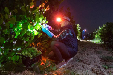 Más de 30 trabajadores han recogido en 3 noches 36.000 kilos de uva blanca Chardonay en Cadreita.