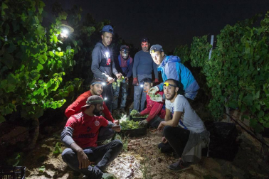Más de 30 trabajadores han recogido en 3 noches 36.000 kilos de uva blanca Chardonay en Cadreita.