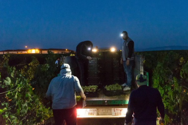 Más de 30 trabajadores han recogido en 3 noches 36.000 kilos de uva blanca Chardonay en Cadreita.