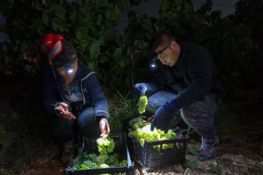 Más de 30 trabajadores han recogido en 3 noches 36.000 kilos de uva blanca Chardonay en Cadreita.