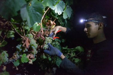 Más de 30 trabajadores han recogido en 3 noches 36.000 kilos de uva blanca Chardonay en Cadreita.