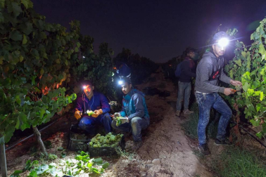 Más de 30 trabajadores han recogido en 3 noches 36.000 kilos de uva blanca Chardonay en Cadreita.