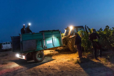 Más de 30 trabajadores han recogido en 3 noches 36.000 kilos de uva blanca Chardonay en Cadreita.