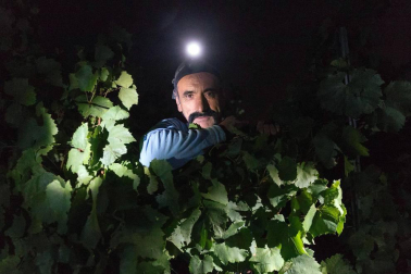 Más de 30 trabajadores han recogido en 3 noches 36.000 kilos de uva blanca Chardonay en Cadreita.