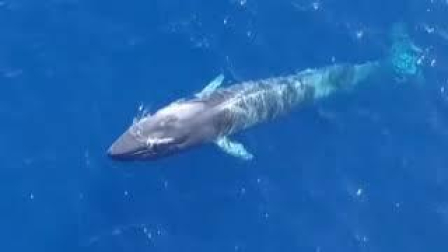 ¡Ballena a la vista!
