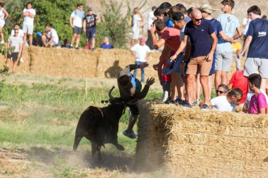 A pocos días de que empiecen sus fiestas patronales, los cirboneros han disfrutado este domingo, 2 de septiembre, de la 'traída' de vacas