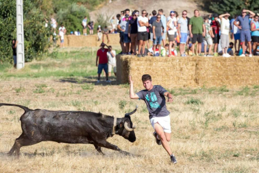 A pocos días de que empiecen sus fiestas patronales, los cirboneros han disfrutado este domingo, 2 de septiembre, de la 'traída' de vacas