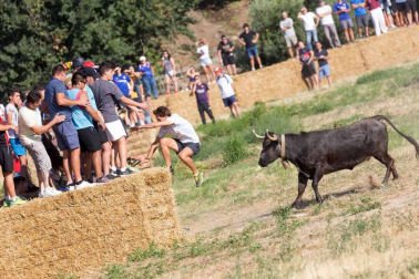 A pocos días de que empiecen sus fiestas patronales, los cirboneros han disfrutado este domingo, 2 de septiembre, de la 'traída' de vacas