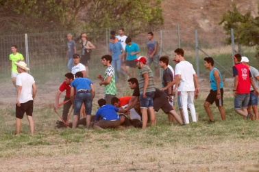 A pocos días de que empiecen sus fiestas patronales, los cirboneros han disfrutado este domingo, 2 de septiembre, de la 'traída' de vacas