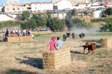 A pocos días de que empiecen sus fiestas patronales, los cirboneros han disfrutado este domingo, 2 de septiembre, de la 'traída' de vacas