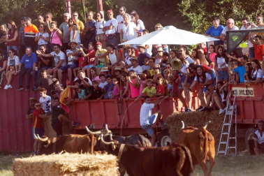 A pocos días de que empiecen sus fiestas patronales, los cirboneros han disfrutado este domingo, 2 de septiembre, de la 'traída' de vacas