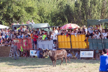 A pocos días de que empiecen sus fiestas patronales, los cirboneros han disfrutado este domingo, 2 de septiembre, de la 'traída' de vacas