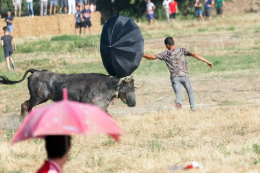 A pocos días de que empiecen sus fiestas patronales, los cirboneros han disfrutado este domingo, 2 de septiembre, de la 'traída' de vacas