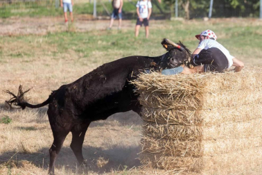 A pocos días de que empiecen sus fiestas patronales, los cirboneros han disfrutado este domingo, 2 de septiembre, de la 'traída' de vacas