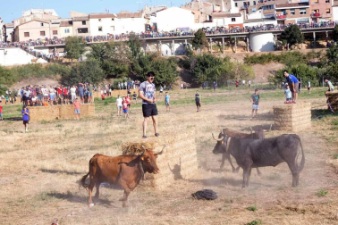 A pocos días de que empiecen sus fiestas patronales, los cirboneros han disfrutado este domingo, 2 de septiembre, de la 'traída' de vacas