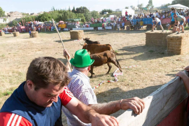 A pocos días de que empiecen sus fiestas patronales, los cirboneros han disfrutado este domingo, 2 de septiembre, de la 'traída' de vacas