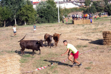 A pocos días de que empiecen sus fiestas patronales, los cirboneros han disfrutado este domingo, 2 de septiembre, de la 'traída' de vacas