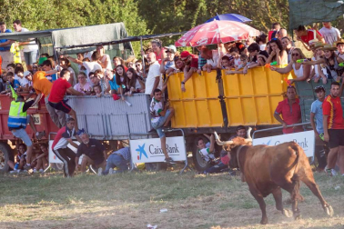 A pocos días de que empiecen sus fiestas patronales, los cirboneros han disfrutado este domingo, 2 de septiembre, de la 'traída' de vacas