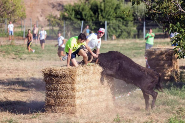 A pocos días de que empiecen sus fiestas patronales, los cirboneros han disfrutado este domingo, 2 de septiembre, de la 'traída' de vacas