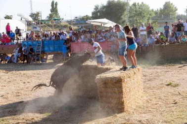 A pocos días de que empiecen sus fiestas patronales, los cirboneros han disfrutado este domingo, 2 de septiembre, de la 'traída' de vacas