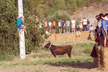 A pocos días de que empiecen sus fiestas patronales, los cirboneros han disfrutado este domingo, 2 de septiembre, de la 'traída' de vacas