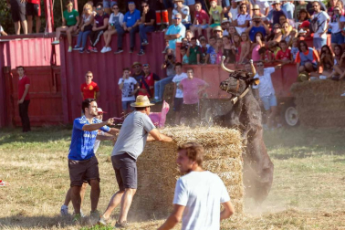 A pocos días de que empiecen sus fiestas patronales, los cirboneros han disfrutado este domingo, 2 de septiembre, de la 'traída' de vacas