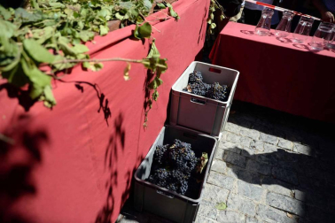 Imágenes de la Fiesta de la Vendimia de Navarra, celebrada en Olite este domingo, 2 de septiembre, y organizada por la Cofradía del Vino de Navarra.