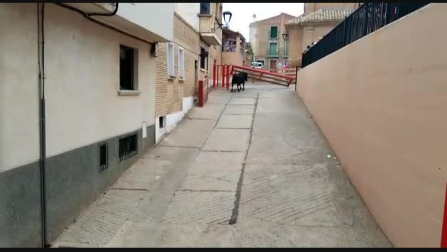 Un toro rompe el vallado y cornea a una mujer en Milagro