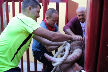 El toro ensogado en una de las jornadas festivas de Lodosa (14 de septiembre)
