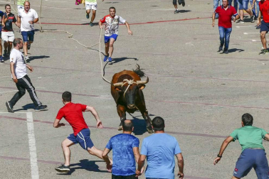 El toro ensogado en una de las jornadas festivas de Lodosa (14 de septiembre)