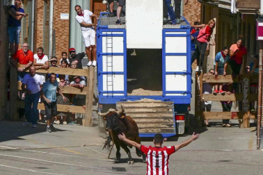El toro ensogado en una de las jornadas festivas de Lodosa (14 de septiembre)