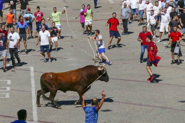 El toro ensogado en una de las jornadas festivas de Lodosa (14 de septiembre)