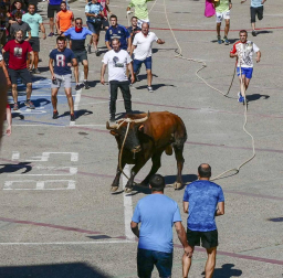El toro ensogado en una de las jornadas festivas de Lodosa (14 de septiembre)