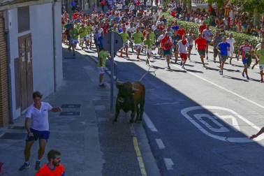 El toro ensogado en una de las jornadas festivas de Lodosa (14 de septiembre)