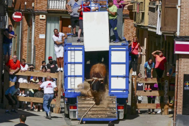 El toro ensogado en una de las jornadas festivas de Lodosa (14 de septiembre)