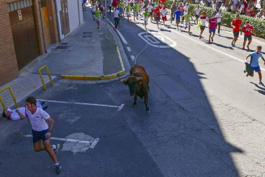 El toro ensogado en una de las jornadas festivas de Lodosa (14 de septiembre)