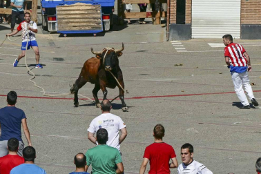 El toro ensogado en una de las jornadas festivas de Lodosa (14 de septiembre)