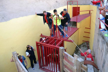 El toro ensogado en una de las jornadas festivas de Lodosa (14 de septiembre)