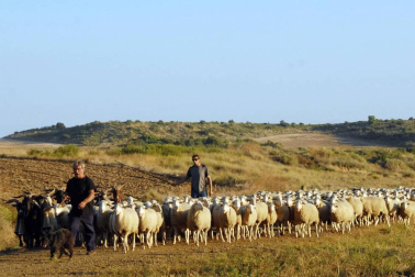 Carcastillo celebró del 14 al 16 de septiembre la VI Fiesta de los Usos Tradicionales de la Trashumancia en Bardenas. El día grande fue el domingo, cuando tuvo lugar la entrada de los rebaños a las Bardenas procedentes de los valles de Roncal y Salazar. La cita, contó con otros atractivos, como degustación de migas o mercado.