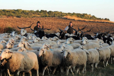 Carcastillo celebró del 14 al 16 de septiembre la VI Fiesta de los Usos Tradicionales de la Trashumancia en Bardenas. El día grande fue el domingo, cuando tuvo lugar la entrada de los rebaños a las Bardenas procedentes de los valles de Roncal y Salazar. La cita, contó con otros atractivos, como degustación de migas o mercado.