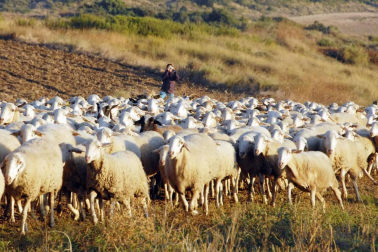 Carcastillo celebró del 14 al 16 de septiembre la VI Fiesta de los Usos Tradicionales de la Trashumancia en Bardenas. El día grande fue el domingo, cuando tuvo lugar la entrada de los rebaños a las Bardenas procedentes de los valles de Roncal y Salazar. La cita, contó con otros atractivos, como degustación de migas o mercado.