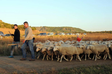 Carcastillo celebró del 14 al 16 de septiembre la VI Fiesta de los Usos Tradicionales de la Trashumancia en Bardenas. El día grande fue el domingo, cuando tuvo lugar la entrada de los rebaños a las Bardenas procedentes de los valles de Roncal y Salazar. La cita, contó con otros atractivos, como degustación de migas o mercado.
