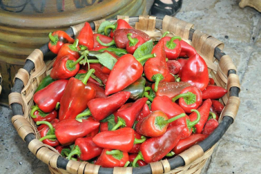 Los lodosanos se volcaron, un año más, en la celebración del Día del Pimiento del Piquillo o, como se le conoce en la localidad, el oro rojo de Lodosa. Una jornada para saborear, pero también para descubrir el proceso artesanal que da lugar a este privilegiado alimento, desde el ensartado al asado sobre leña y el pelado a mano.