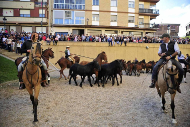 Fotos de la feria del caballo de Marcilla
